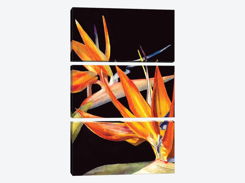 Bird Of Paradise by Judith Stein 3-piece Canvas Art Print