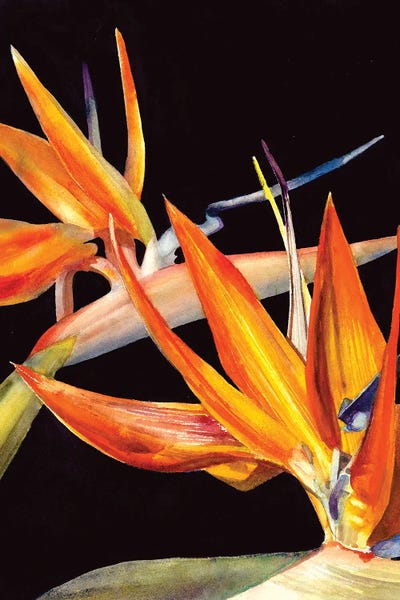 Birds Of Paradise: Bird Of Paradise by Judith Stein