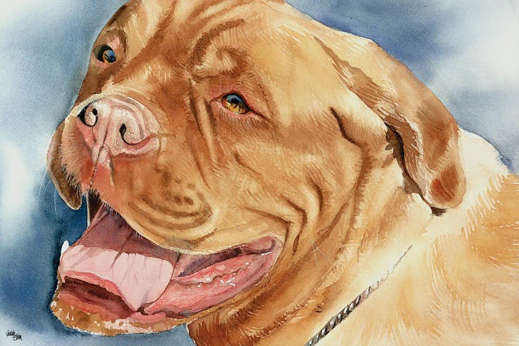 Bordeaux - Dogue de Bordeaux