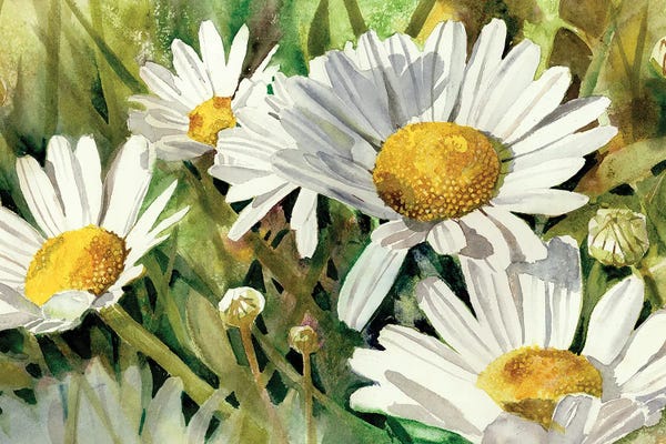 Daisies: Daisies Don't Tell by Judith Stein