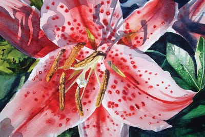 Day Lilies Door County by Judith Stein canvas print