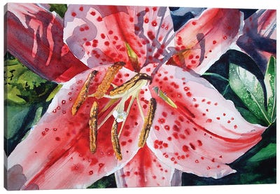Day Lilies Door County Canvas Art Print - Judith Stein