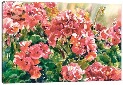 Gentle Geraniums Canvas Art Print - Judith Stein