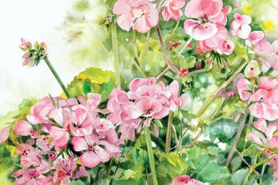 Geranium Glory by Judith Stein art print
