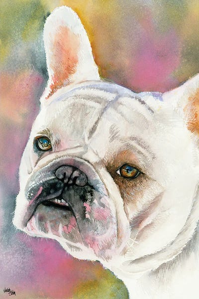 Bouledogue Francais - Cream French Bulldog by Judith Stein metal wall art