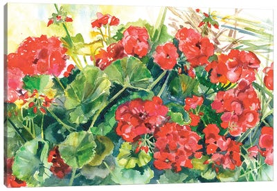 Joyful Geraniums Canvas Art Print - Judith Stein