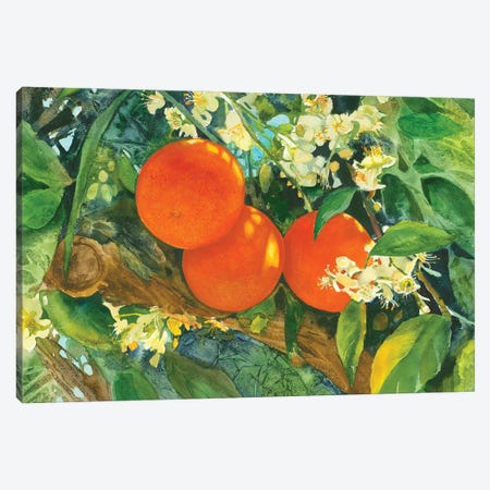 Orange Blossom Time Canvas Print #JDI285} by Judith Stein Canvas Art