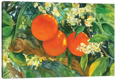Orange Blossom Time Canvas Art Print - Orange Art