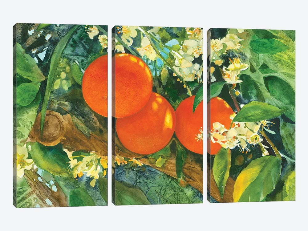 Orange Blossom Time by Judith Stein 3-piece Canvas Wall Art