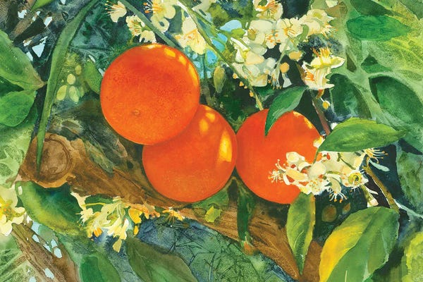 Blossoms: Orange Blossom Time by Judith Stein