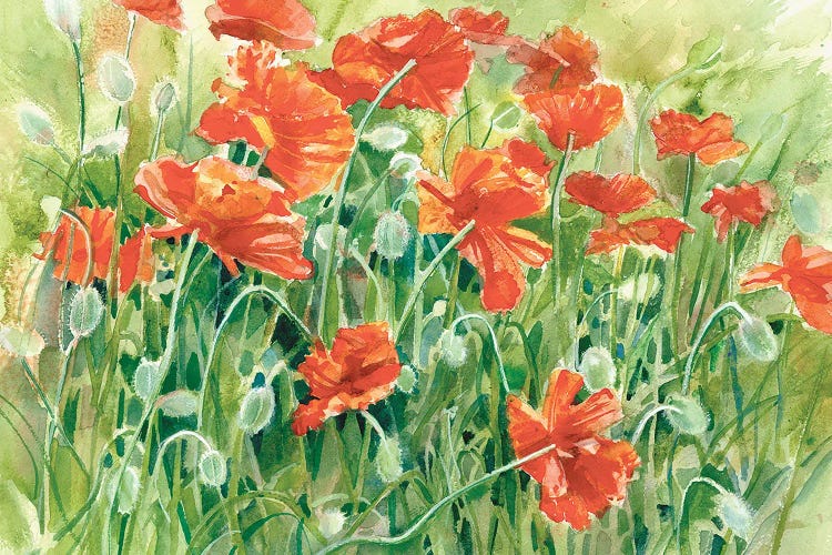 Pop Pop Poppies