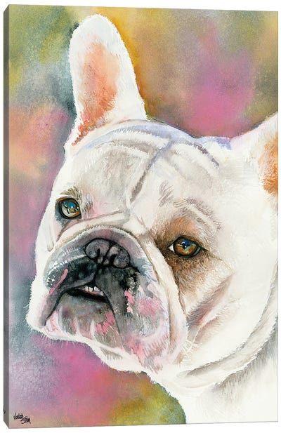 Bouledogue Francais - Cream French Bulldog Canvas Art Print - French Bulldog Art