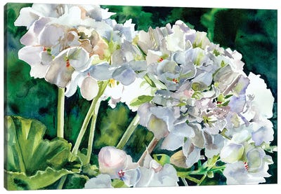 White Geraniums Canvas Art Print - Judith Stein