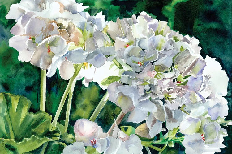 White Geraniums by Judith Stein wall art