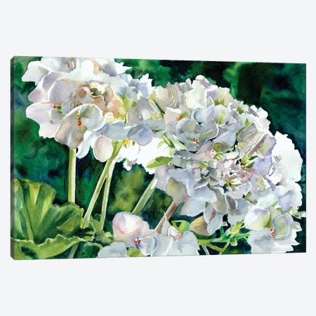 White Geraniums Canvas Print #JDI297} by Judith Stein Art Print
