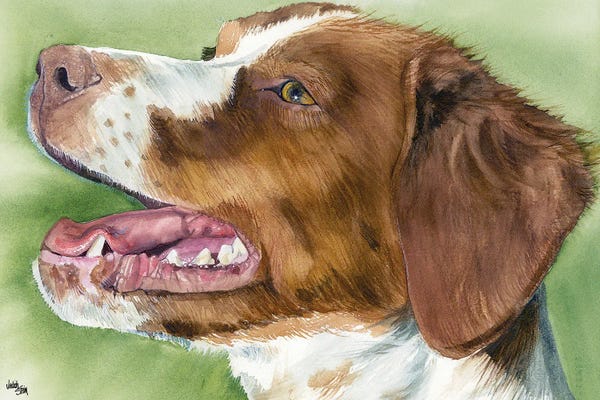 Spaniels: Brit - Brittany  by Judith Stein