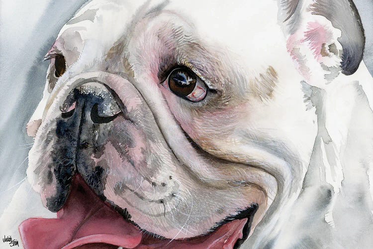 Bull's Eye - English Bulldog