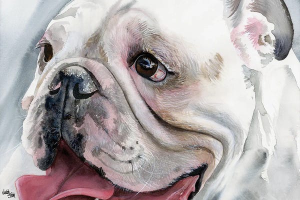 Bulldogs: Bull's Eye - English Bulldog by Judith Stein