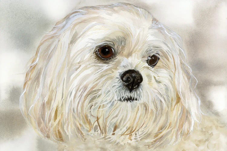 Abby - Lhasa Apso by Judith Stein wall art
