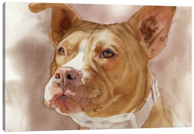 America's Sweetheart - Pit Bull Canvas Art Print - American Pit Bull Terriers