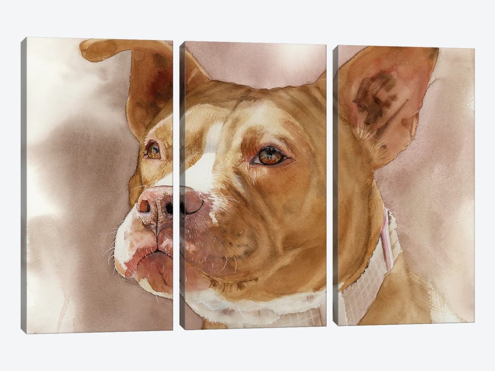 America's Sweetheart - Pit Bull by Judith Stein 3-piece Canvas Print