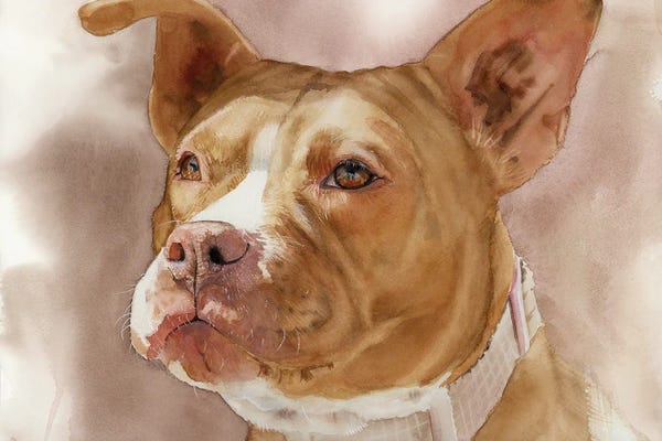 Pit Bulls: America's Sweetheart - Pit Bull by Judith Stein
