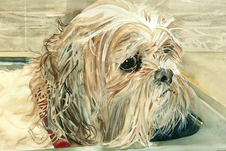 Bad Dog - Shih Tzu