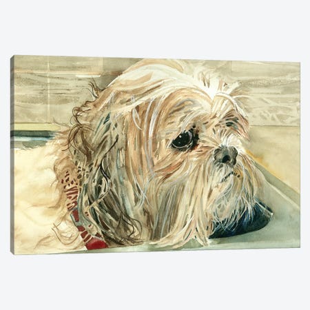 Bad Dog - Shih Tzu Canvas Print #JDI350} by Judith Stein Art Print