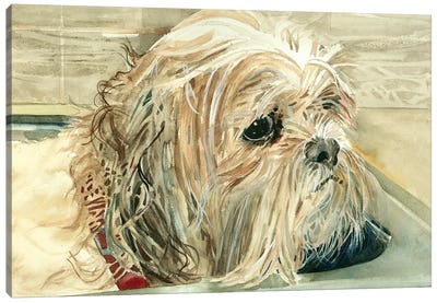 Bad Dog - Shih Tzu Canvas Art Print - Shih Tzu Art