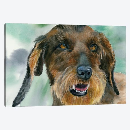 Badger Dog - Wirehaired Dachshund Canvas Print #JDI351} by Judith Stein Canvas Print