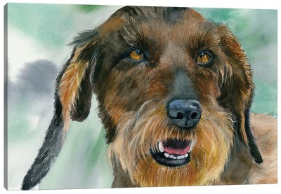Badger Dog - Wirehaired Dachshund Canvas Art Print - Judith Stein
