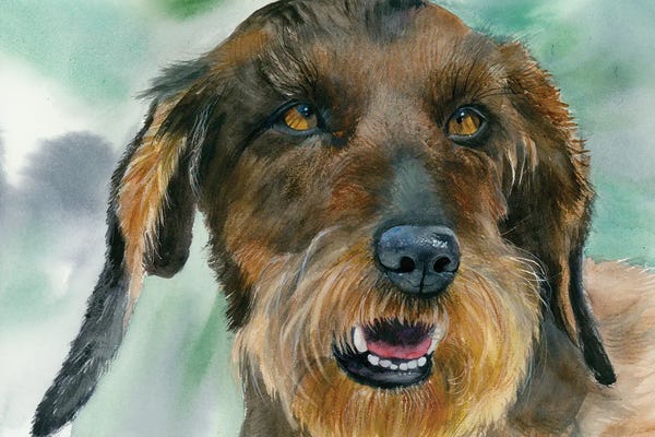 Dachshunds: Badger Dog - Wirehaired Dachshund by Judith Stein