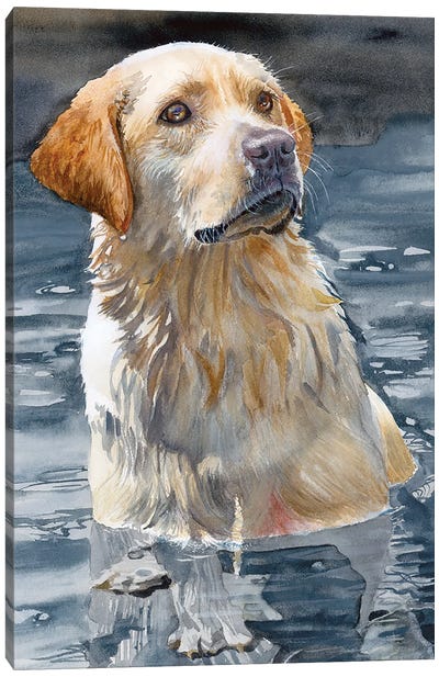 Bailey - Labrador Retriever Canvas Art Print - Judith Stein