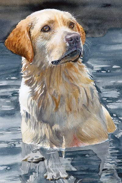 Labrador Retrievers: Bailey - Labrador Retriever by Judith Stein