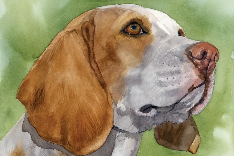 Beagle Boy - Beagle