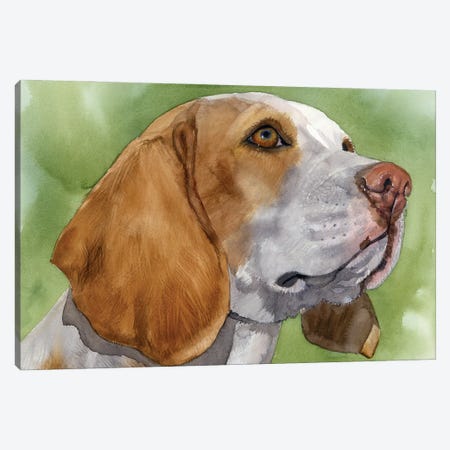 Beagle Boy - Beagle Canvas Print #JDI353} by Judith Stein Canvas Art Print