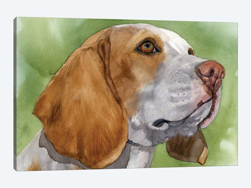 Beagle Boy - Beagle by Judith Stein 1-piece Canvas Artwork
