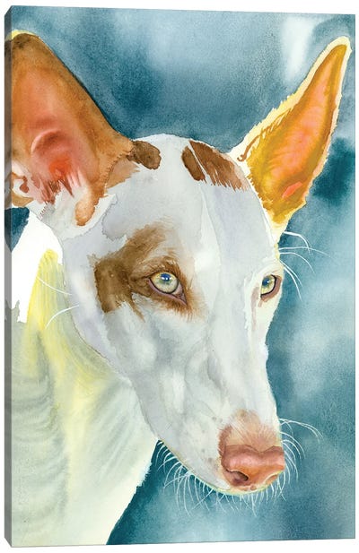 Beezer - Ibizan Hound Canvas Art Print - Judith Stein