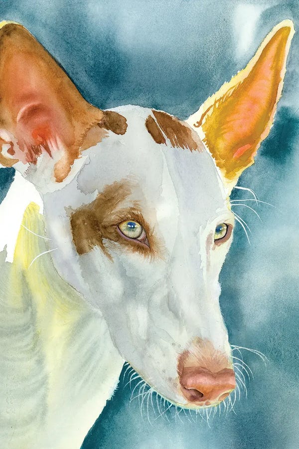 Ibizan Hounds