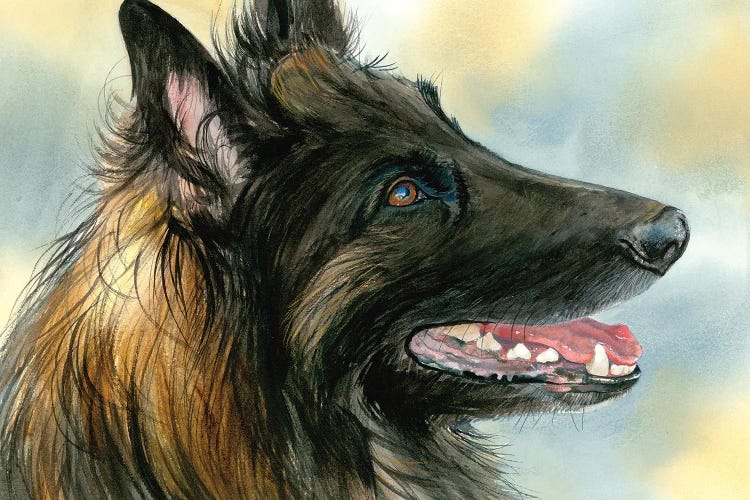 Belgian Tervuren