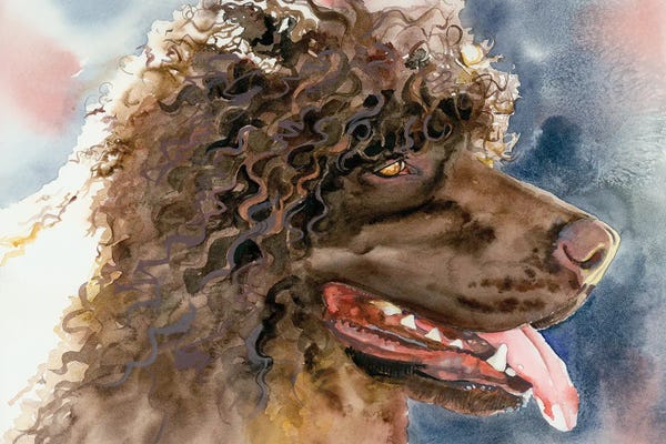 Spaniels: Bog Dog - Irish Water Spaniel by Judith Stein