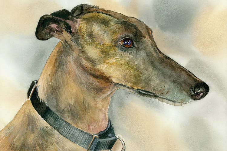 Born To Run - Greyhound