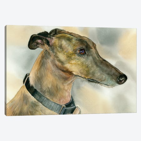 Born To Run - Greyhound Canvas Print #JDI359} by Judith Stein Art Print