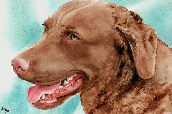 Chesapeake Bay Retrievers