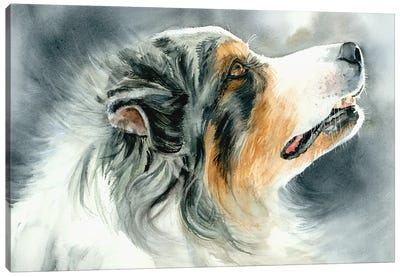 Bossy Aussie - Australian Shepherd Canvas Art Print - Judith Stein