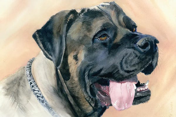 Bullmastiffs