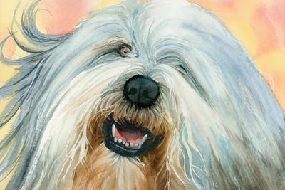 Shepherds (Herding Dogs)