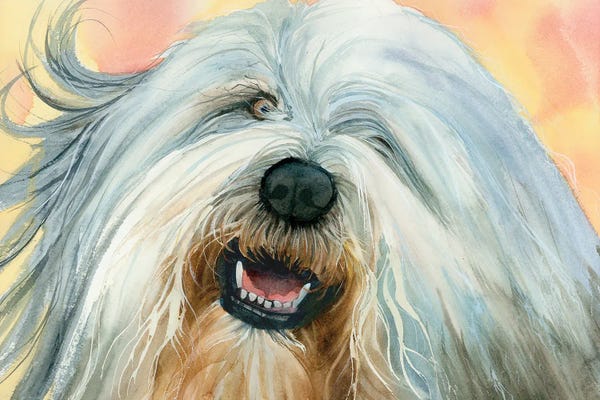 Shepherds (Herding Dogs)