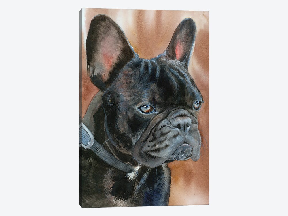 Dexter - French Bulldog by Judith Stein 1-piece Canvas Wall Art