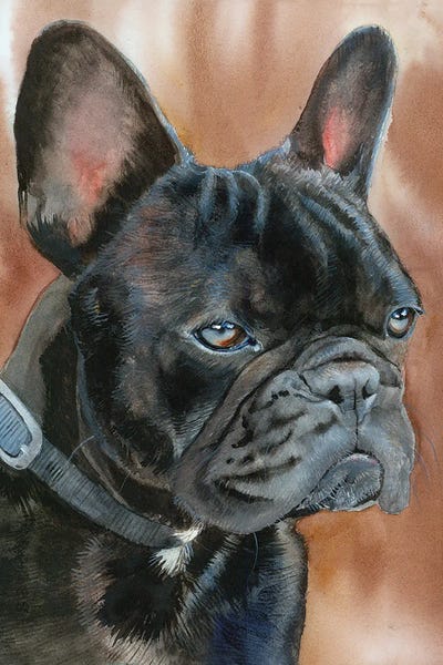French Bulldogs: Dexter - French Bulldog by Judith Stein
